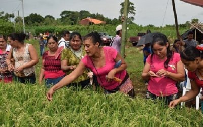 Farming & Food Security: Semilla Nueva