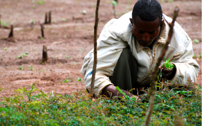 Project #24 | Re-forestation Project in Ethiopia