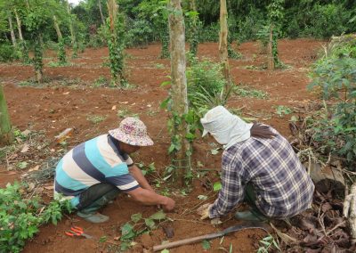 Project #78 | Farming Training in Vietnam