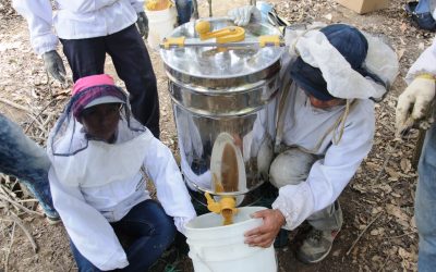 Project #144 | Beekeeping for Coffee Farmers in Guatemala