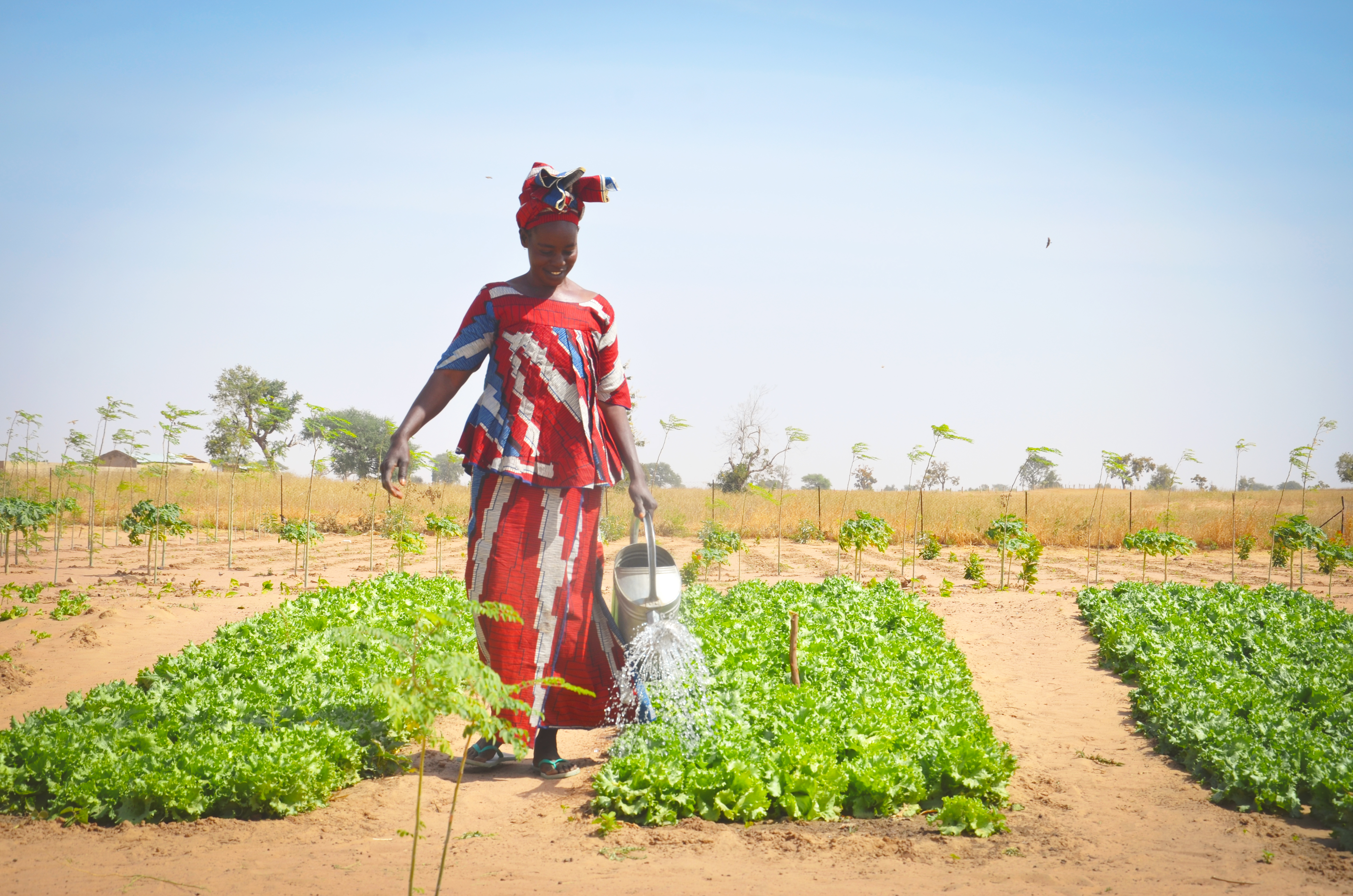 Project #210: Clean Water & Community Gardens in Senegal