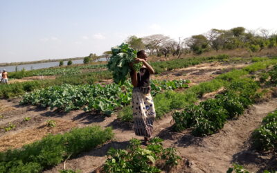 Project #225 Combating Climate Change and Supporting Farmers in Mozambique