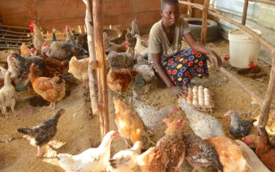 Project #337 | PRHE: Empowering Women through Climate-Smart Poultry Farming